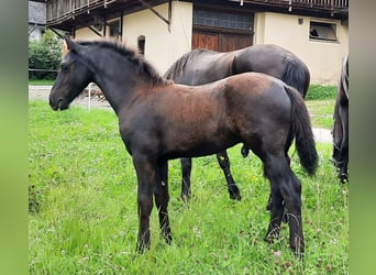 Friesen, Hengst, Fohlen (04/2025), Rappe
