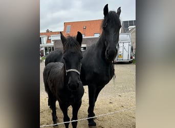 Friesen, Hengst, Fohlen (07/2025), Rappe