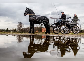 Friesen, Hengst, 8 Jahre, 164 cm, Rappe