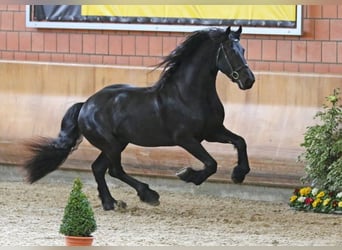 Friesen, Hengst, 11 Jahre, 167 cm, Rappe