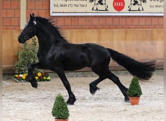 Friesen, Hengst, 11 Jahre, 167 cm, Rappe