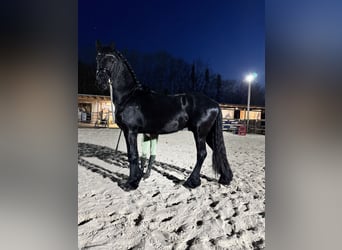 Friesen, Hengst, 3 Jahre, 160 cm, Rappe