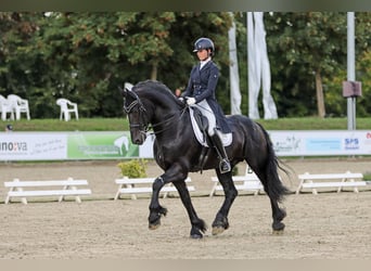 Friesen, Hengst, 13 Jahre, 171 cm, Rappe