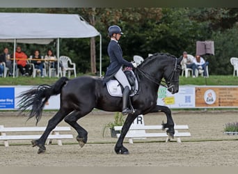 Friesen, Hengst, 13 Jahre, 171 cm, Rappe