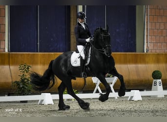 Friesen, Hengst, 13 Jahre, 171 cm, Rappe