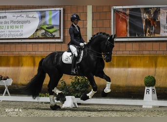 Friesen, Hengst, 13 Jahre, 171 cm, Rappe