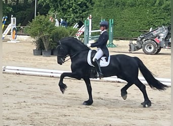 Friesen, Hengst, 13 Jahre, 171 cm, Rappe