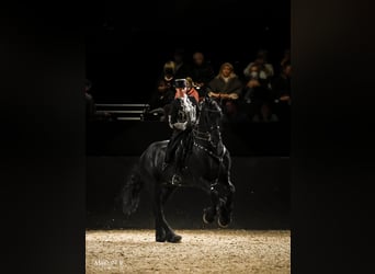 Friesen, Hengst, 13 Jahre, 171 cm, Rappe