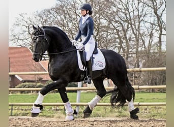 Friesen, Hengst, 9 Jahre, 170 cm, Rappe