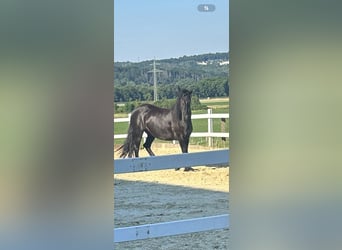Friesen, Stute, 10 Jahre, 155 cm, Rappe