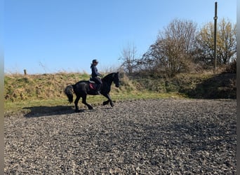 Friesen, Stute, 10 Jahre, 157 cm, Rappe