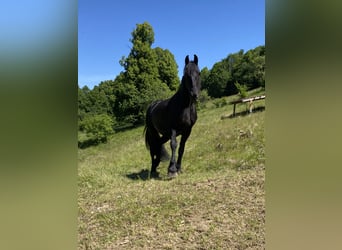 Friesen, Stute, 10 Jahre, 160 cm, Rappe