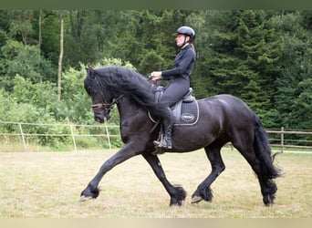 Friesen, Stute, 10 Jahre, 162 cm, Rappe