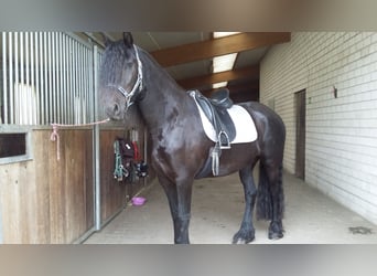 Friesen, Stute, 10 Jahre, 164 cm