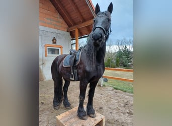 Friesen Mix, Stute, 10 Jahre, 165 cm, Rappe