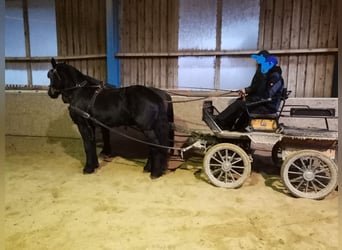 Friesen Mix, Stute, 10 Jahre, 165 cm, Rappe