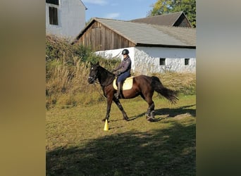 Friesen Mix, Stute, 10 Jahre, 165 cm, Rappe