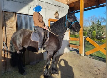 Friesen Mix, Stute, 10 Jahre, 165 cm, Rappe