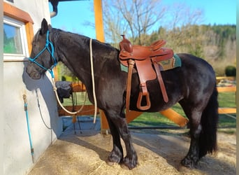Friesen Mix, Stute, 10 Jahre, 165 cm, Rappe