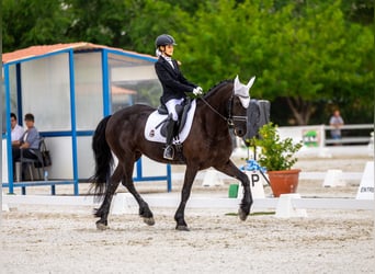 Friesen Mix, Stute, 10 Jahre, 165 cm, Rappe