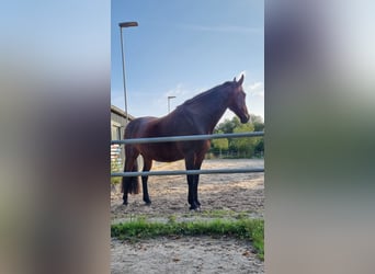 Friesen Mix, Stute, 10 Jahre, 168 cm, Dunkelbrauner