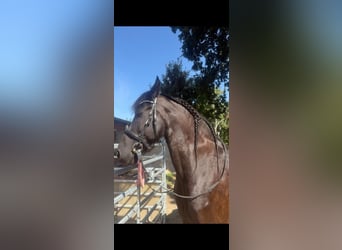 Friesen, Stute, 10 Jahre, 168 cm, Rappe