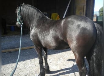 Friesen, Stute, 10 Jahre, 180 cm, Rappe