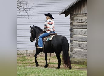 Friesen, Stute, 11 Jahre, 147 cm, Rappe