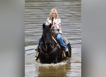 Friesen, Stute, 11 Jahre, 147 cm, Rappe