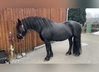 Friesen, Stute, 11 Jahre, 154 cm, Rappe