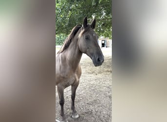 Friesen, Stute, 11 Jahre, 155 cm, Overo-alle-Farben