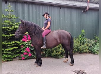 Friesen Mix, Stute, 11 Jahre, 158 cm, Schwarzbrauner