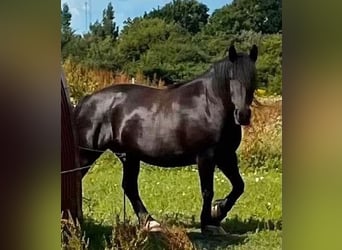 Friesen Mix, Stute, 11 Jahre, 158 cm, Schwarzbrauner