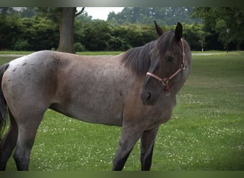 Friesen Mix, Stute, 11 Jahre, 160 cm, Roan-Blue