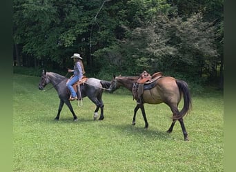 Friesen Mix, Stute, 11 Jahre, 160 cm, Roan-Blue