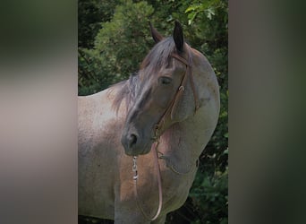 Friesen Mix, Stute, 11 Jahre, 160 cm, Roan-Blue