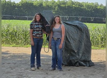 Friesen Mix, Stute, 11 Jahre, 160 cm, Roan-Blue