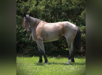 Friesen Mix, Stute, 11 Jahre, 160 cm, Roan-Blue