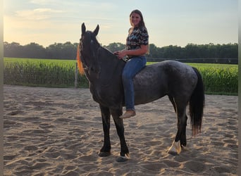 Friesen Mix, Stute, 11 Jahre, 160 cm, Roan-Blue