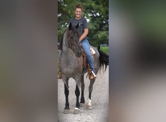 Friesen Mix, Stute, 11 Jahre, 160 cm, Roan-Blue