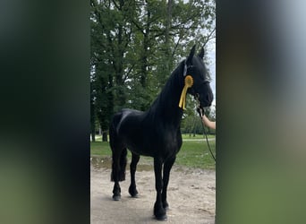 Friesen, Stute, 11 Jahre, 165 cm, Rappe