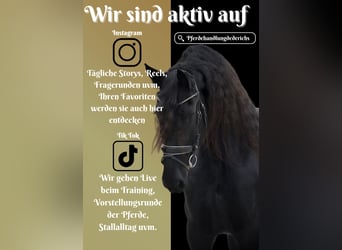 Friesen, Stute, 11 Jahre, 165 cm, Rappe