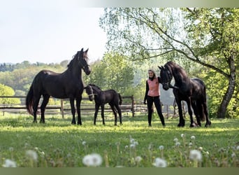 Friesen, Stute, 11 Jahre, 166 cm, Rappe