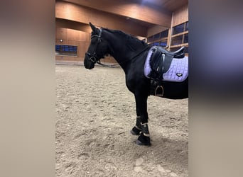 Friesen, Stute, 11 Jahre, 166 cm, Rappe