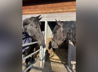 Friesen, Stute, 11 Jahre, 166 cm, Rappe