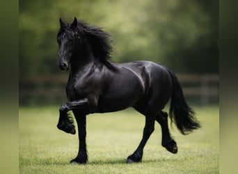 Friesen, Stute, 11 Jahre, 168 cm, Rappe