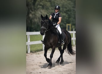 Friesen, Stute, 11 Jahre, 168 cm, Rappe