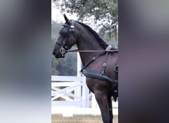 Friesen, Stute, 11 Jahre, 168 cm, Rappe