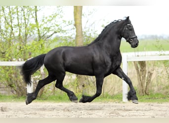 Friesen, Stute, 11 Jahre, 168 cm, Rappe
