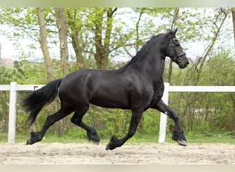 Friesen, Stute, 11 Jahre, 168 cm, Rappe